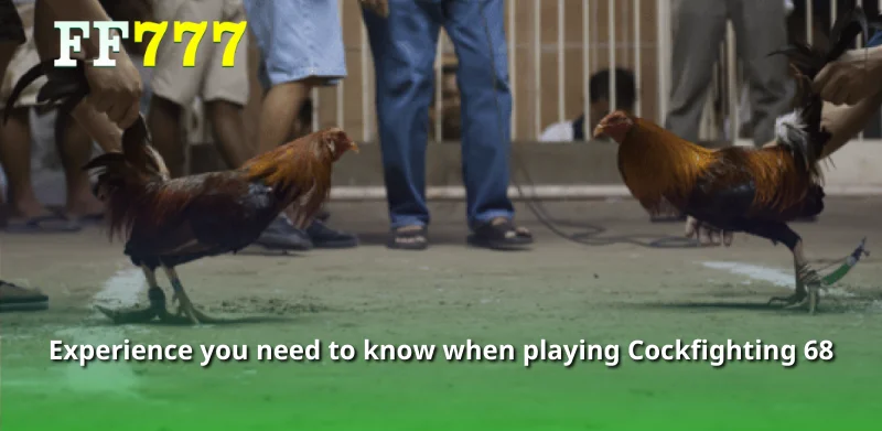 Experience you need to know when playing Cockfighting 68