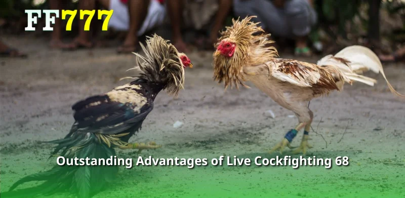 Outstanding Advantages of Live Cockfighting 68