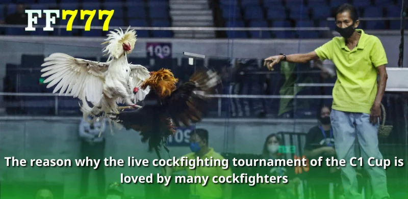 The reason why the live cockfighting tournament of the C1 Cup is loved by many cockfighters