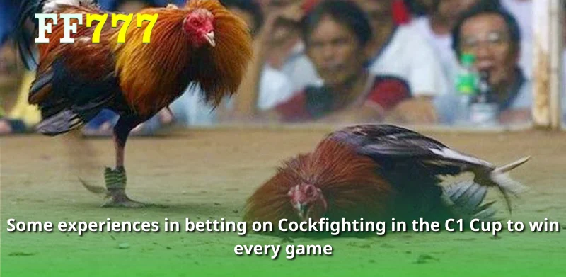 Some experiences in betting on Cockfighting in the C1 Cup to win every game