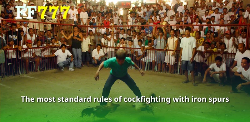 The most standard rules of cockfighting with iron spurs