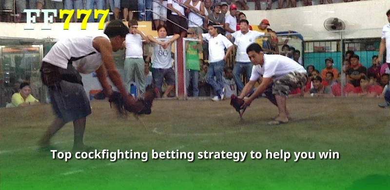 Top cockfighting betting strategy to help you win