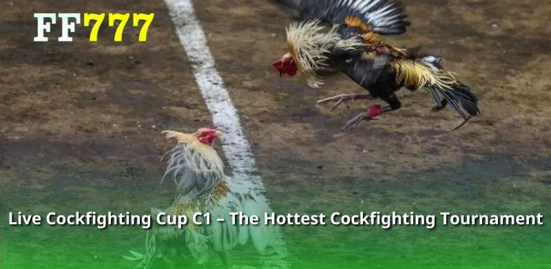 Live Cockfighting Cup C1